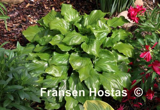 Hosta Red Stepper